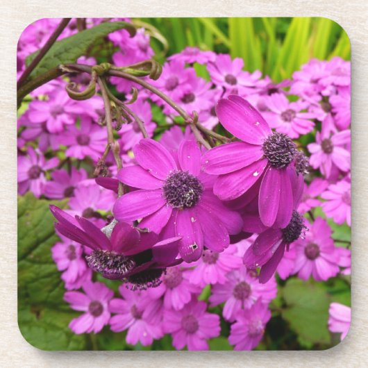 サンフランシスコ産の紫色の花 コースター (正面)