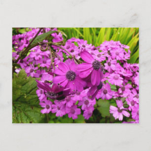 サンフランシスコ産の紫色の花 ポストカード