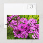 サンフランシスコ産の紫色の花 ポストカード (正面/裏面)