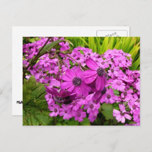 サンフランシスコ産の紫色の花 ポストカード (正面/裏面)