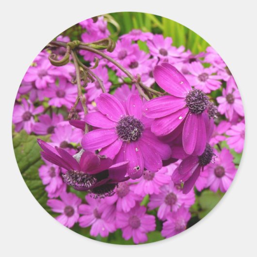 サンフランシスコ産の紫色の花 ラウンドシール (正面)