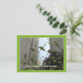 サンフランシスコ電信の丘のワイルドパロッツ ポストカード (スタンド正面)