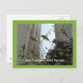 サンフランシスコ電信の丘のワイルドパロッツ ポストカード (正面/裏面)
