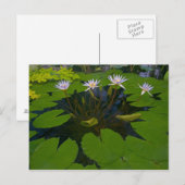 サンフランシスコ・カリフォルニアスゴールデンゲートパーク ポストカード (正面/裏面)