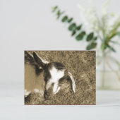 サンブリナ ポストカード (スタンド正面)