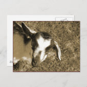 サンブリナ ポストカード (正面/裏面)