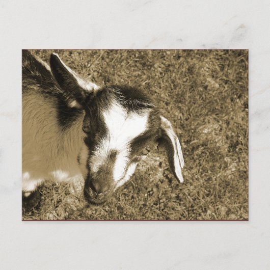 サンブリナ ポストカード (正面)