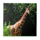 サンブルキリン タイル (正面)