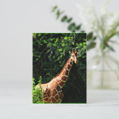 サンブルキリン ポストカード (スタンド正面)