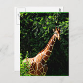 サンブルキリン ポストカード (正面/裏面)