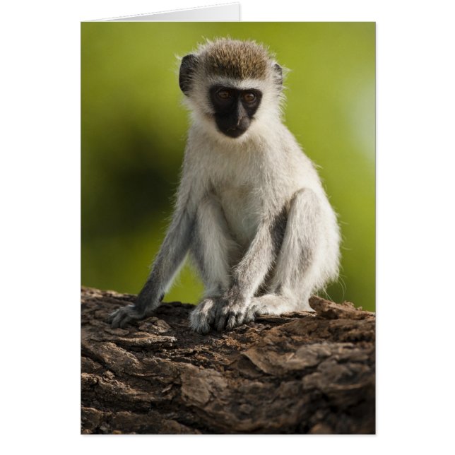 サンブルゲームリザーブ、ケニア、 Vervet Monkey, (正面)