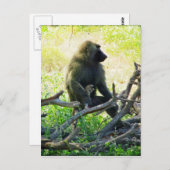 サンブルバブーン ポストカード (正面/裏面)