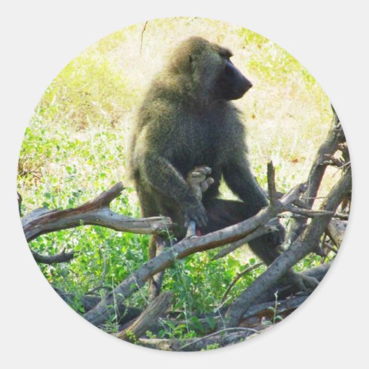 サンブルバブーン ラウンドシール (正面)