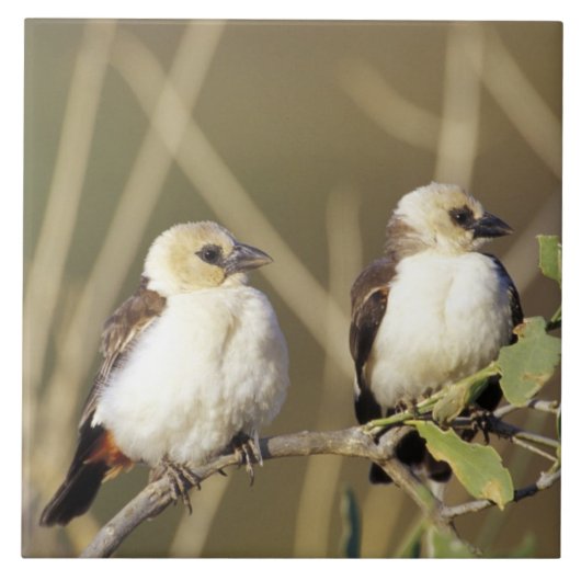 サンブル国立保護区ケニア タイル (正面)