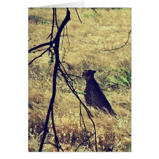 サンブル島のチーター (正面)