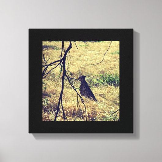 サンブル島のチーター キャンバスプリント (正面)