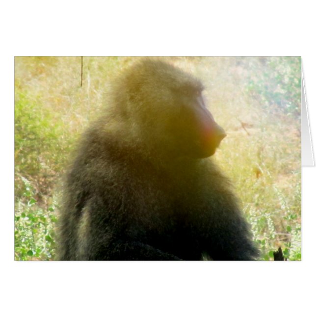 サンブル・バブーン接写 (正面横)