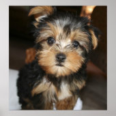 サンプソン ポスター (正面)