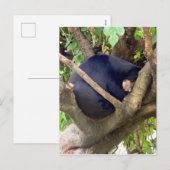 サンベア シーズンポストカード (正面/裏面)