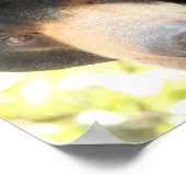 サンベア ポスター (角)