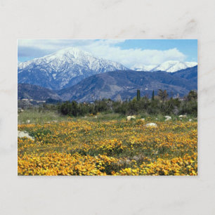 サンベルナルディーノ山脈,雪,花 ポストカード