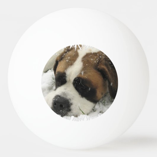 サンベルナール峠犬 卓球ボール (正面)
