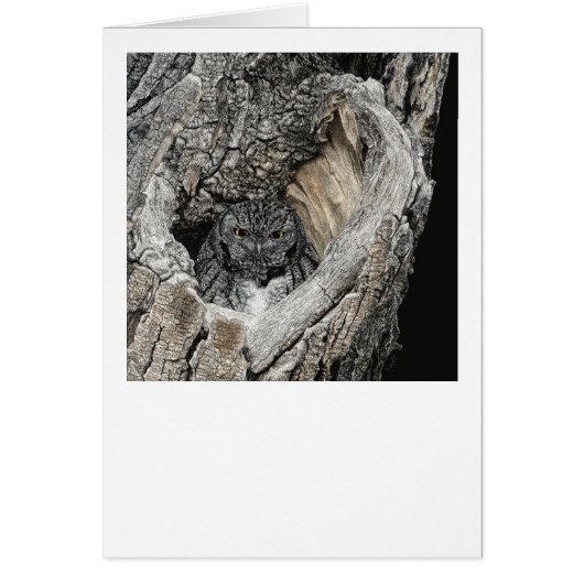 『サンペドロのハート』 – スクリーチフクロウ (正面)