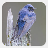 サンマミッシュ湖の上の男性の紫のマーティンネスト スクエアシール (正面)