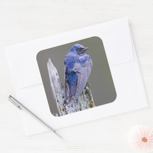 サンマミッシュ湖の上の男性の紫のマーティンネスト スクエアシール (封筒)