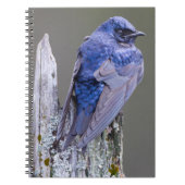 サンマミッシュ湖の上の男性の紫のマーティンネスト ノートブック (正面)