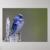 サンマミッシュ湖の上の男性の紫のマーティンネスト ポスター (正面)