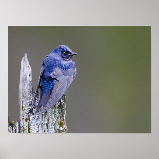 サンマミッシュ湖の上の男性の紫のマーティンネスト ポスター (正面)