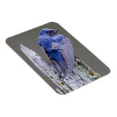 サンマミッシュ湖の上の男性の紫のマーティンネスト マグネット (右側)