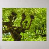 サンミゲル島 ポスター (正面)