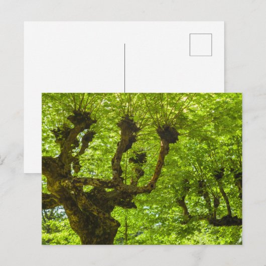 サンミゲル島 ポストカード (正面/裏面)