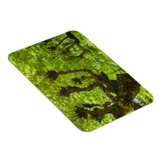 サンミゲル島 マグネット (右側)