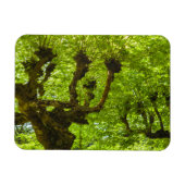 サンミゲル島 マグネット (横)