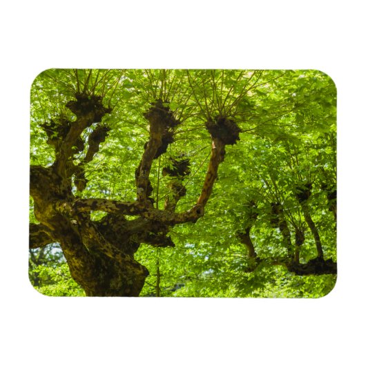 サンミゲル島 マグネット (横)