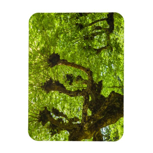 サンミゲル島 マグネット (縦)