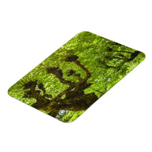 サンミゲル島 マグネット (左側)