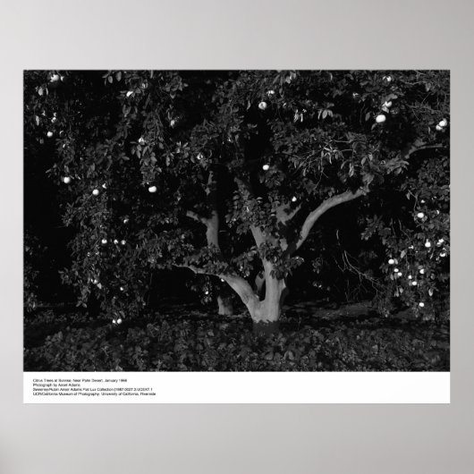 サンライズの柑橘類1966年1月Ansel Adams ポスター (正面)