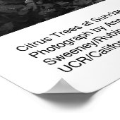 サンライズの柑橘類1966年1月Ansel Adams ポスター (角)