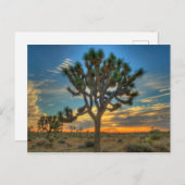 サンライズアットジョシュアツリー国立公園 ポストカード (正面/裏面)