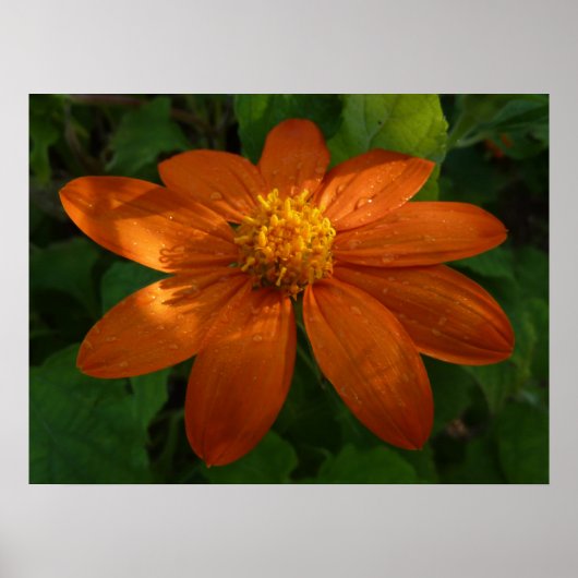 サンライズオンメキシカンサンフラワーオレンジフローラ ポスター (正面)