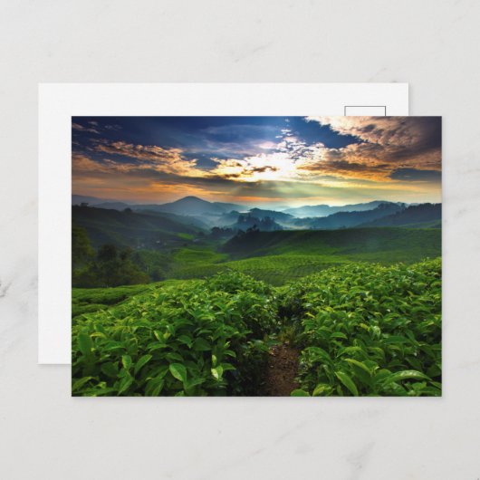 サンライズオーバーティーファーム ポストカード (正面/裏面)