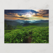 サンライズオーバーティーファーム ポストカード (正面)