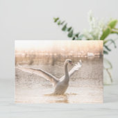 サンライズカードの白鳥 (スタンド正面)