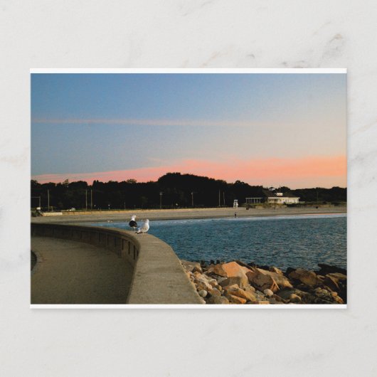 サンライズシーガルズはがき ポストカード (正面)