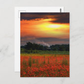 サンライズポピー畑及び蒸気機関車 ポストカード (正面/裏面)