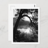 サンライトが松の木を照らすダーウェントウォーター ポストカード (正面/裏面)